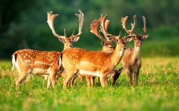Quiz Animaux