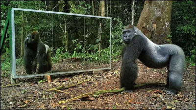 Parmi ces animaux, lequel est lun des rares à pouvoir reconnaître son reflet dans un miroir ?