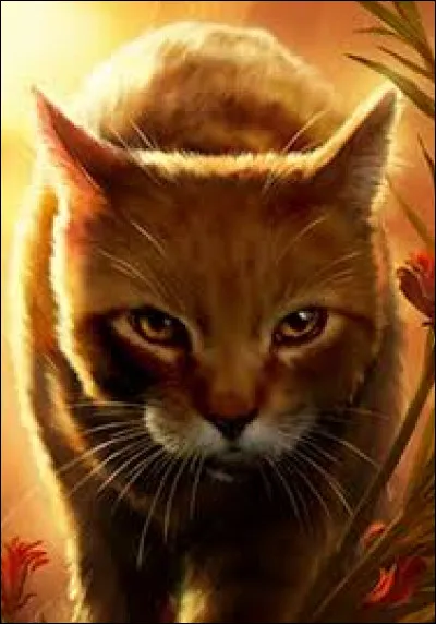 Pour qui Cœur d'Aulne a-t-il eu de brefs sentiments ?