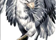 Quiz Harry Potter : Cratures fantastiques, quiz ultime