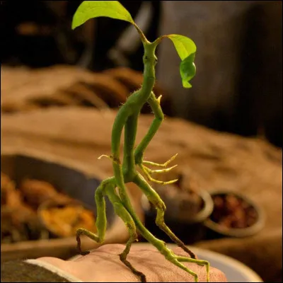 Quelle créature est-ce ?