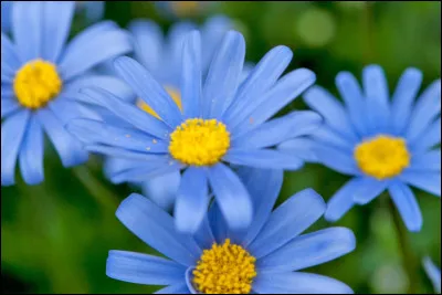 Que signifie l’expression « être fleur bleue » ?