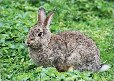 Quelle est la durée de vie moyenne d'un lapin de garenne ?