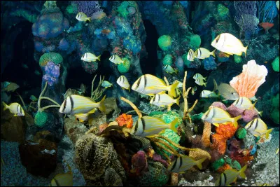 C'est le premier poisson qui a été élevé en pisciculture !