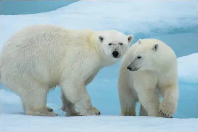 Il a été démontré que tous les ours polaires sont gauchers.