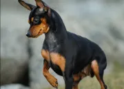 Quiz Les races de chiens