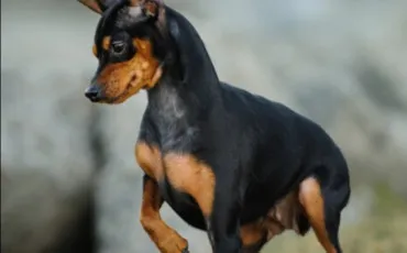 Quiz Animaux
