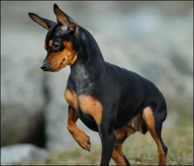 Ce chien ratier de race allemande t'est-il familier ? Quelle est sa race ?