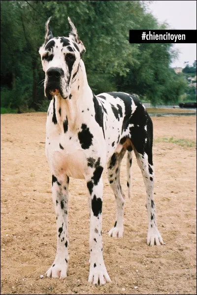 Er cet imposant molosse, de quelle race est-il ?
