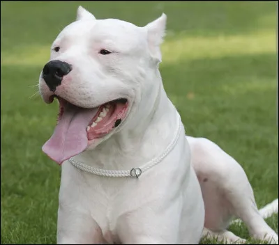À ton avis, quel est le nom de ce chien longtemps utilisé pour la chasse au puma ?