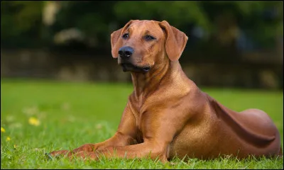 Et ce magnifique chien connu pour sa crête dorsale, qu'elle est sa race ?