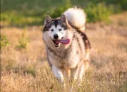 Quiz Abcdaire des races de chiens