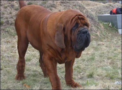 K... Comme koreanischer mastiff ! Quelle est la particularité de ce chien ?