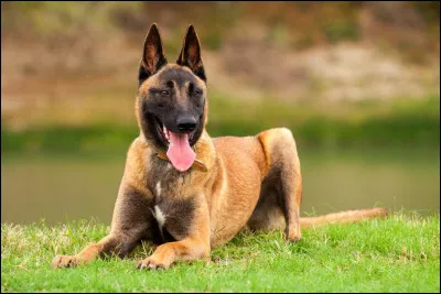 M... Comme malinois ! Laquelle de ces informations sur le malinois est fausse ?