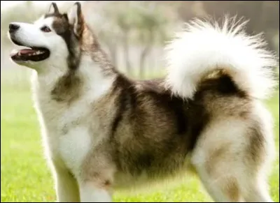 Q... Comme qimmic. Savez-vous depuis combien de temps cette race existe ?