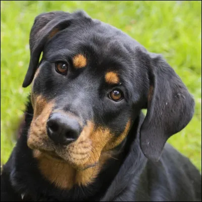 R... Comme rottweiler ! À quoi le rottweiler a-t-il il servi durant des siècles ?