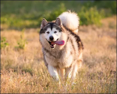 A... Comme alaskan malamute. Quel est le plus gros problème de cette race ?