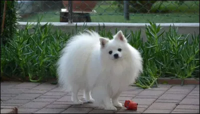 V... Comme volpino italien... Savez-vous combien il coûte ?