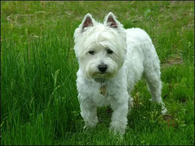 W... Comme westie ! Lequel de ces problèmes de santé ne le touche pas ?