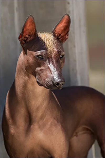 X... Comme xoloitzcuintle... D'où est originaire ce chien ?