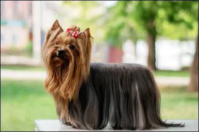 Y... Comme yorkshire ! Savez-vous quel est le nom le plus donné aux yorkshires ?