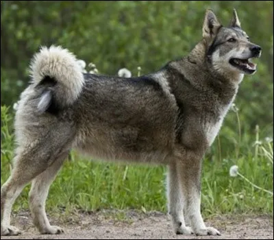 Z... Comme zapadno siberskaia laika ! À votre avis, quelle est la tâche la plus donnée à ce chien ?
