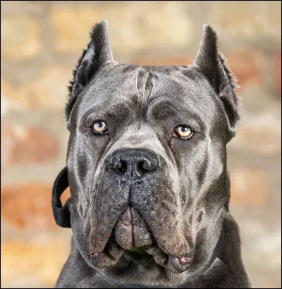 C... Comme cane corso. Laquelle de ces informations sur ce chien est fausse ?