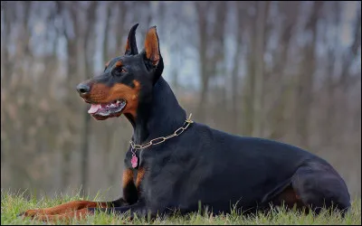 D... Comme dobermann. Lequel de ces pelages le dobermann ne peut- il pas arborer ?