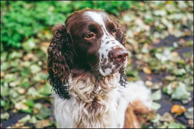 E... Comme épagneul ! Pour lequel de ces talents est-il réputé ?