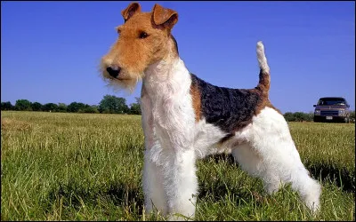 F... Comme fox terrier ! Lequel de ces fox terriers n'existe pas ?