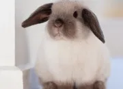 Test Pourrais-tu incarner un lapin ?