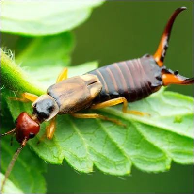 Quel insecte est aussi appelé perce-oreille en raison de ses cerques rappelant des pinces ?