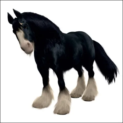 Qui est la propriétaire de ce magnifique destrier ?