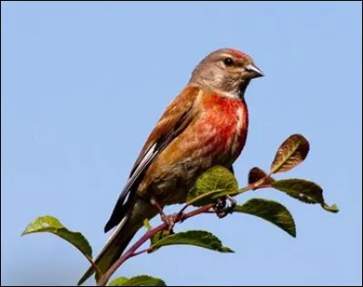 Lorsque vous oubliez souvent des affaires on dira de vous...