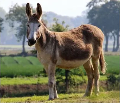 Être très obstiné, très têtu c'est être...