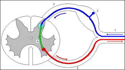 Complétez le schéma suivant.