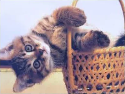 Combien d'espèces de pied de chat trouve-t-on en Eurasie ?