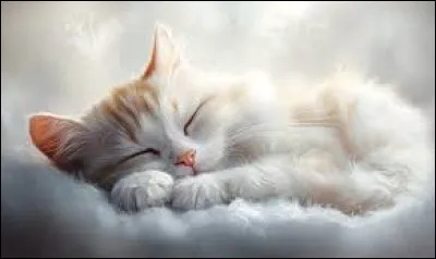 Quel est le nom du chat d'Hermione dans "Harry Potter" ?