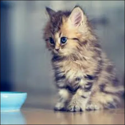 Autour de quel continent les poissons-chats vivent-ils essentiellement ?