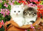 Quiz Le chat en musique