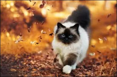 Que donne la brave Margot de Brassens à son chat ?