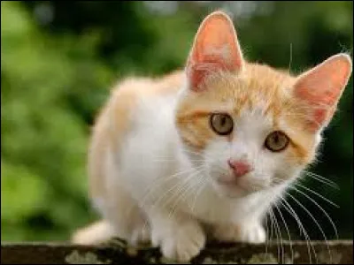 Comment s'appelle la petite chatte des Aristochats ?