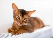 Quiz Abcdaire des races chats