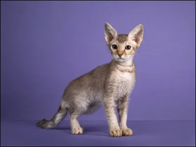 L... Comme laperm ! Quelle est sa particularité ?