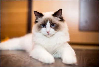 R... Comme ragdoll ! Connaissez-vous la plus grande spécificité de ce chat ?