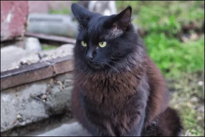Y... Comme york chocolate ! Quelle maladie est peu fréquente chez ce chat ?