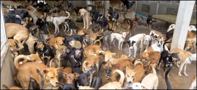 Bon, vous aurez sans doute remarqué qu'il manque pas mal de lettres... Alors du coup, question bonus... Quel est le point commun de tous les chats ?