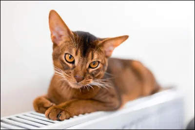 A... Comme abyssin ! Quel est le prix de ce chat magnifique ?