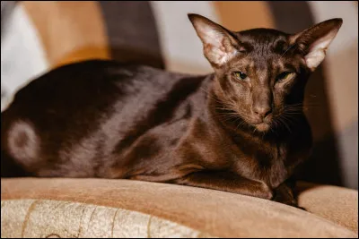 H... Comme havana brown. D'où est-il originaire ?