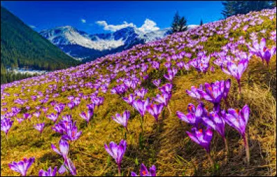 Allison Dubois est la protagoniste de la s&eacute;rie "Medium" !